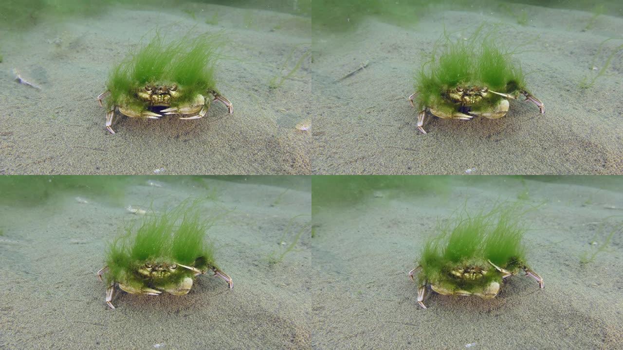 长满绿藻的飞蟹。