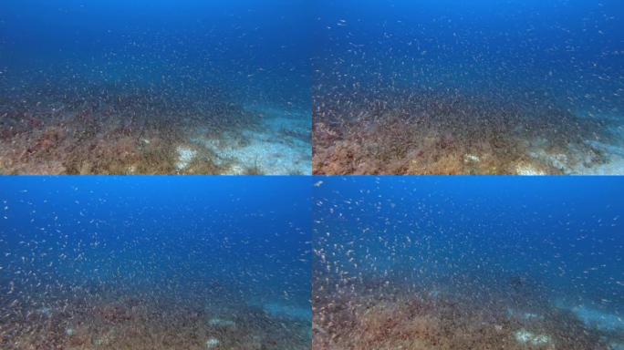 深水肺潜水。底部的磷虾