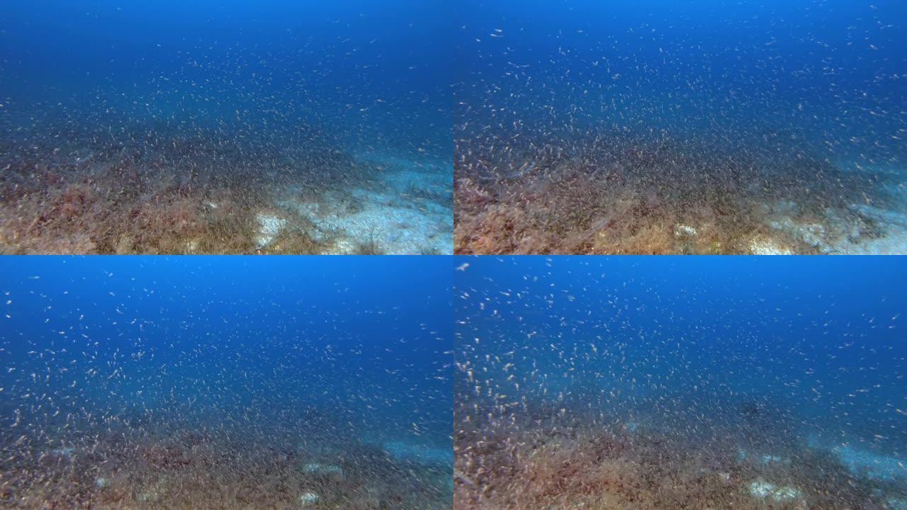 深水肺潜水。底部的磷虾