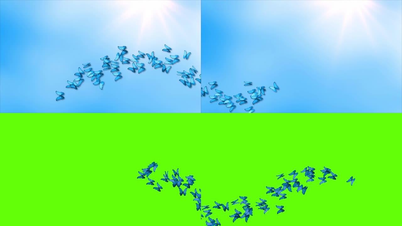 蓝色帝王蝴蝶群飞越屏幕绿色屏幕循环背景，