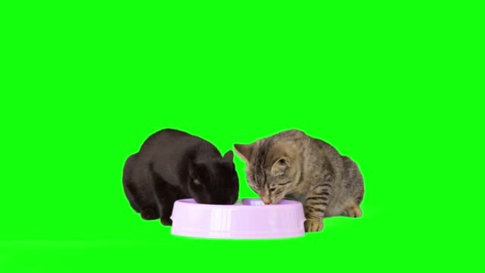 两只小猫在绿色屏幕上吃猫食