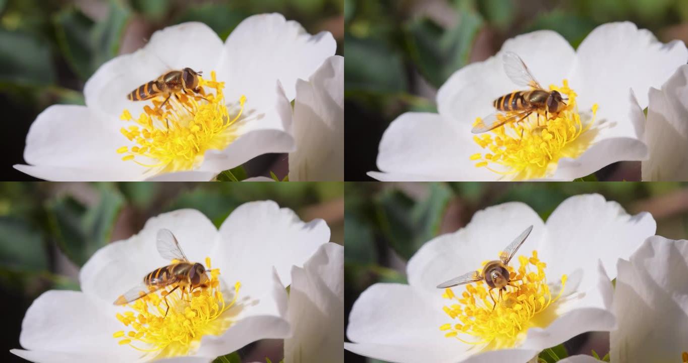 食蚜蝇，花蝇或食蚜蝇，昆虫科食蚜蝇。它们伪装成危险的昆虫黄蜂和蜜蜂。许多物种的成虫主要以花蜜和花粉为