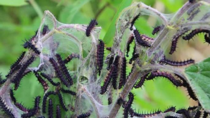 丝绸巢与孔雀蝴蝶的新鲜孵化的毛毛虫，也称为Aglais io或Pfauenauge