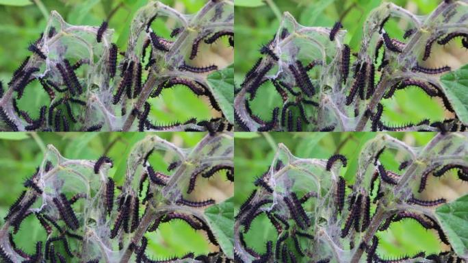 丝绸巢与孔雀蝴蝶的新鲜孵化的毛毛虫，也称为Aglais io或Pfauenauge