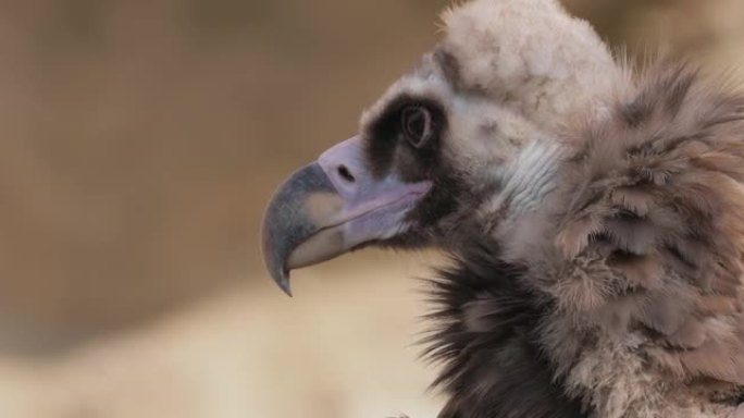 秃鹰(埃及秃鹰)是一种大型的猛禽，分布在欧亚大陆的大部分温带地区。它也被称为黑秃鹰，和尚或欧亚黑秃鹰
