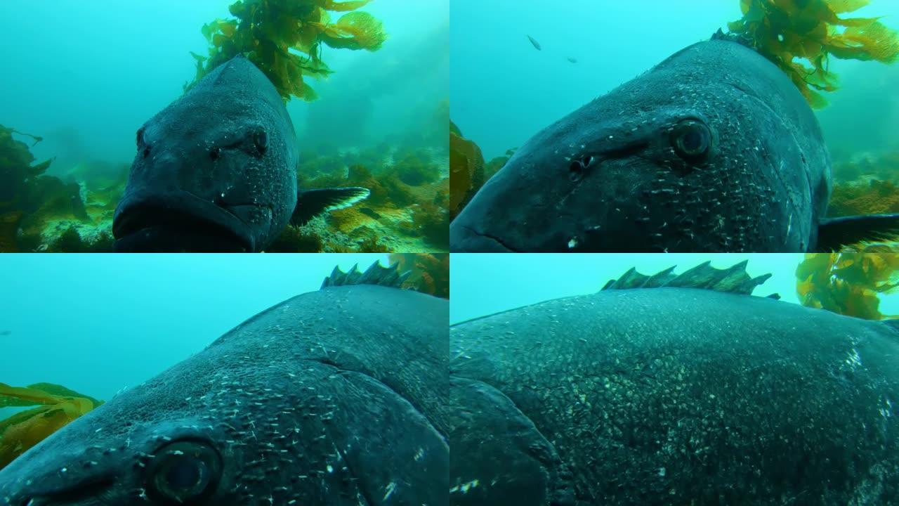 五颜六色的鱼在碧绿的水中游泳。海洋中绿色巨型海带森林中的巨型黑鲈鱼