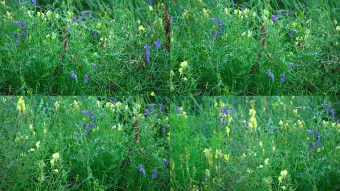 野豌豆，簇绒紫云英。紫色田野野花特写。森林花卉生长在绿色阳光明媚的背景上，有复制空间。老鼠豌豆花。蜂