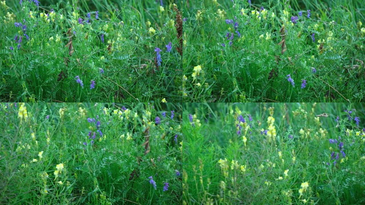 野豌豆，簇绒紫云英。紫色田野野花特写。森林花卉生长在绿色阳光明媚的背景上，有复制空间。老鼠豌豆花。蜂