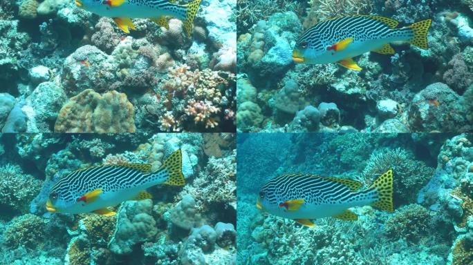 礁石附近一条条纹鱼的特写镜头
