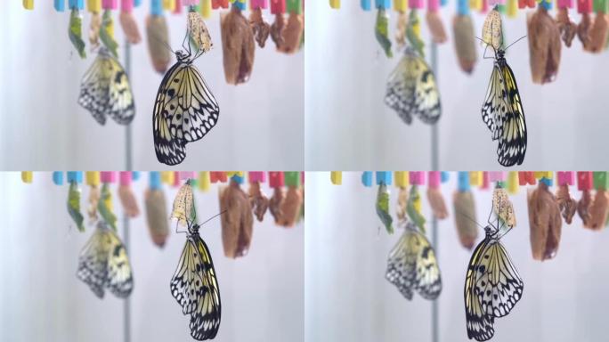 在蝴蝶孵化器中，一只新生的蝴蝶坐在贝壳上。蝴蝶从茧中出来后休息