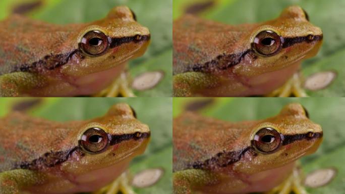 绿色森林雨蛙 (Pristimantis omeviridis)