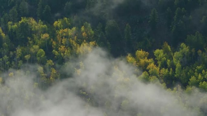 秋天，蒙大拿州天堂谷内，黄石河两岸环绕着戏剧性的金色白杨和杨木树