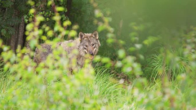 野狼在森林的草丛中奔跑
