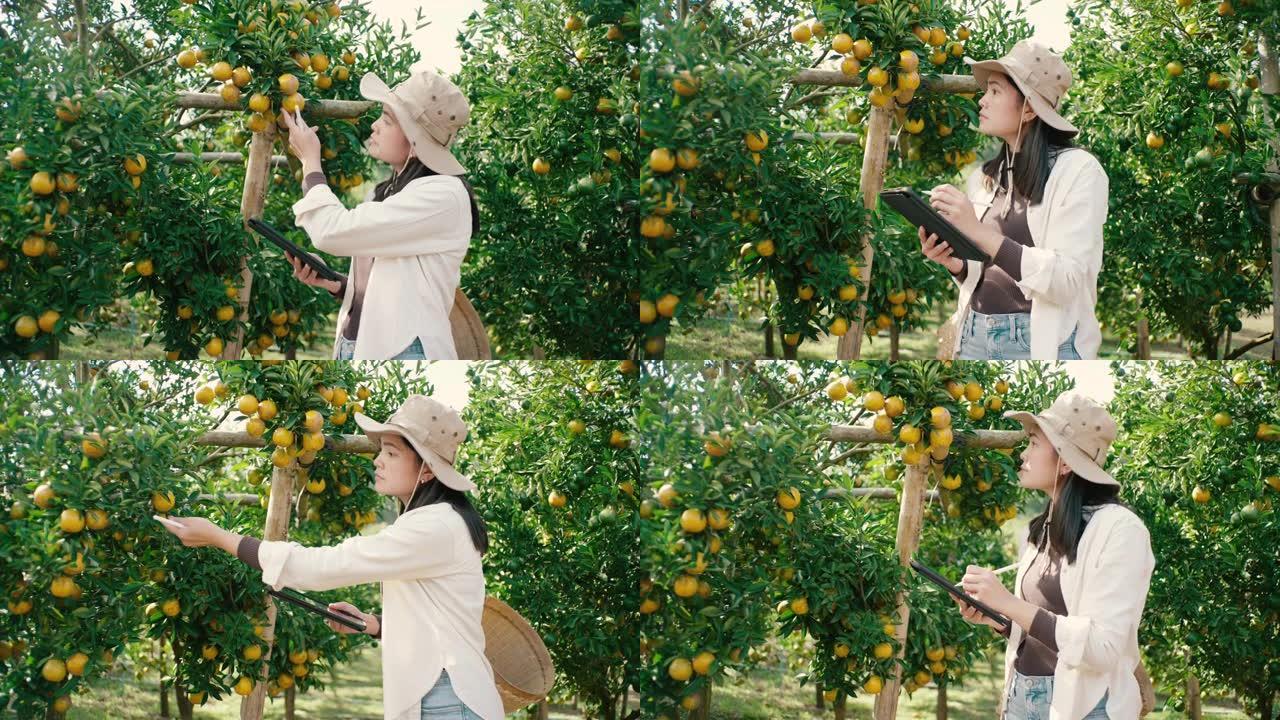 橙色果园，亚洲女性在橙色果园用技术工具检查橙色果园，准备通过平板电脑订购和库存。
