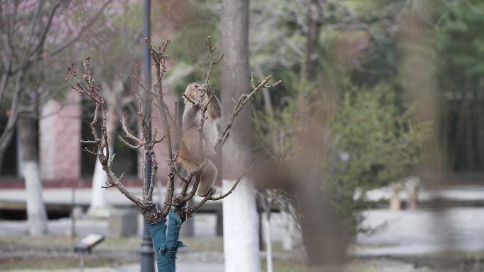 太行猕猴