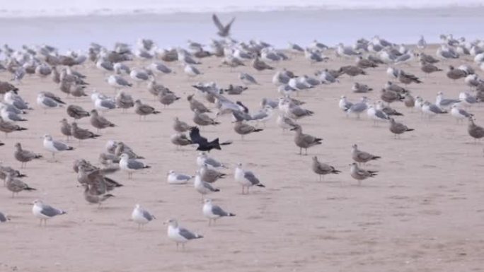 一大群海鸥以慢动作飞行