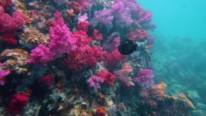 彩色软珊瑚水下