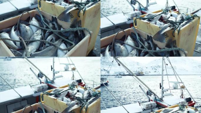 北极海的鳕鱼捕捞业: 装满鱼的渔船