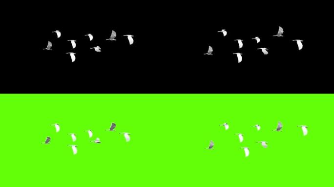 一群野鹅在天空中飞舞绿屏动画。