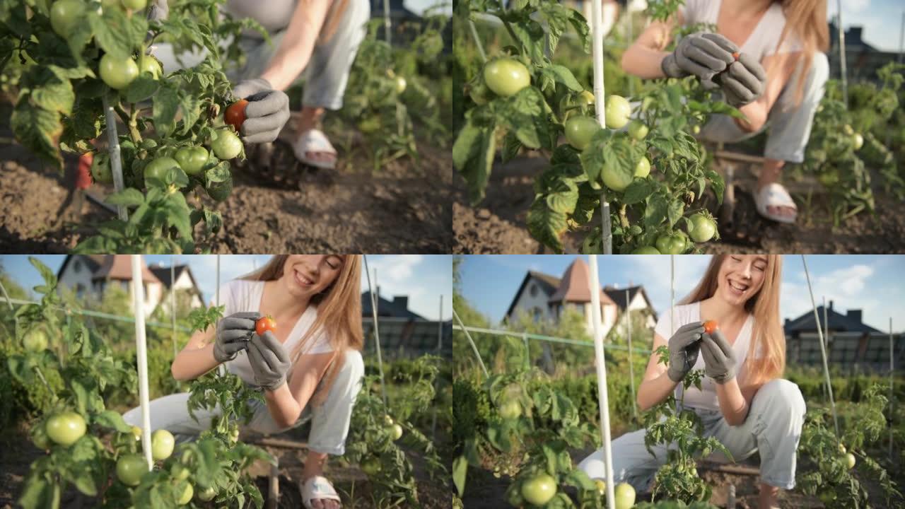 年轻开朗的女人白天在花园里拿西红柿