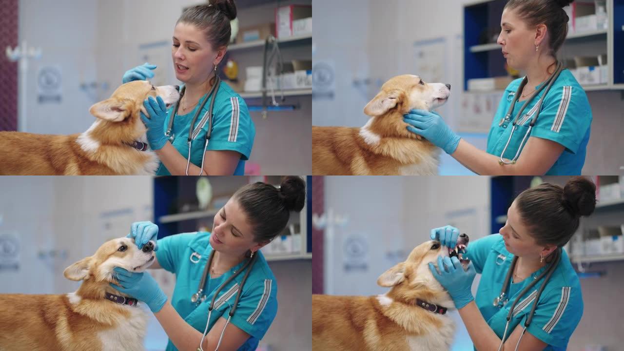 善良的女兽医医生在兽医诊所平静地与可爱的柯基犬交谈