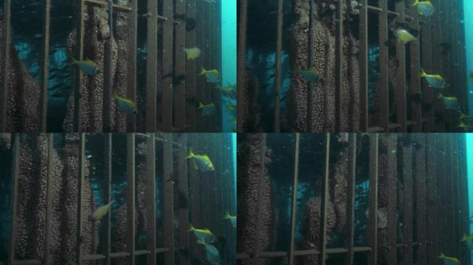 海洋生物居住在海洋深处较大的水下基础设施的沉没金属笼子部分。