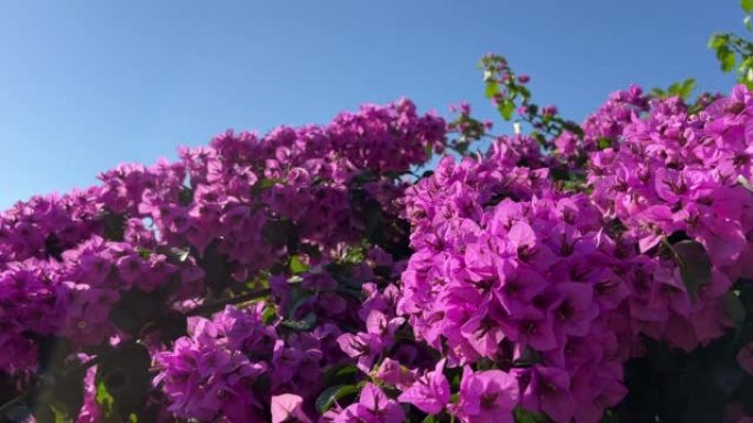 花园中的花九重葛热带灌木在蓝天下。明亮美丽的粉红色紫色观赏攀缘植物三角梅，在热带地区广泛种植。