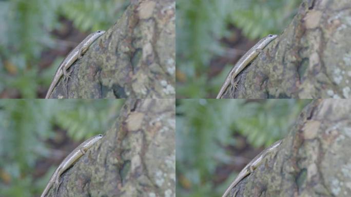 树上小蜥蜴的细节照片