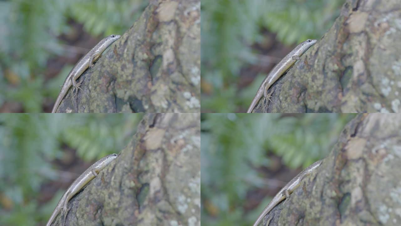 树上小蜥蜴的细节照片