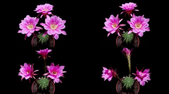三朵红色仙人掌花从全花开花到同时褪色的延时镜头，在黑色背景上隔离，4k顶视图视频，特写b卷镜头。