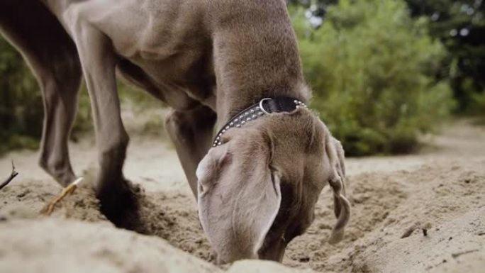 狗在湖边，在沙子上挖一个洞。夏季散步