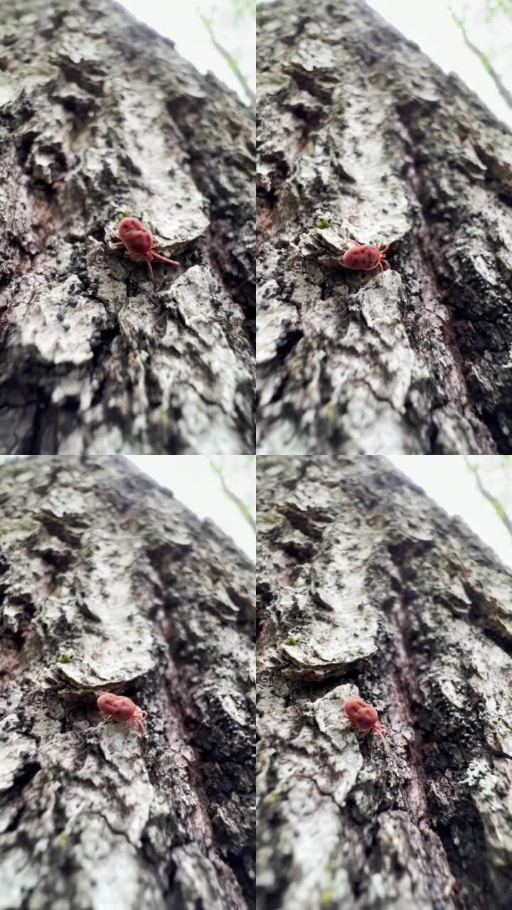 森林里树皮上的红色蜱。壁虱寻找以血液为食的宿主的宏观微观镜头。