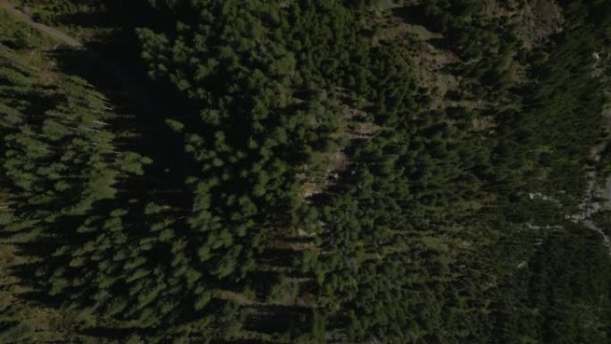 松树林的俯视图大自然航拍俯视图松树林景观