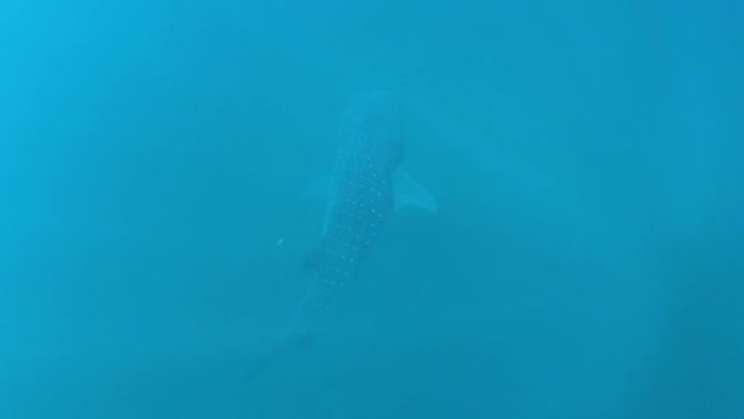 从上方看到光线的斑点鲨鱼的水下视图
