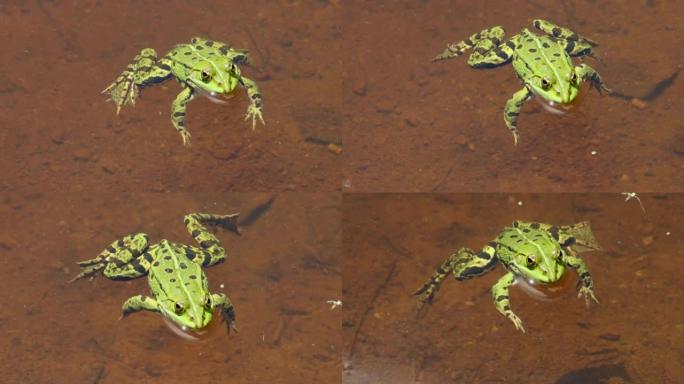 青蛙在水中游泳，Pelophylax esculentus