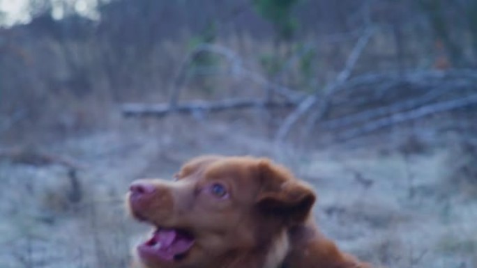 快乐，新斯科舍省鸭子收费猎犬追逐棍子。冬季散步