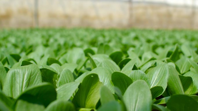 大棚种菜 大棚蔬菜 绿色农业 大棚农业