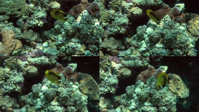 珊瑚礁上的对角蝴蝶鱼。