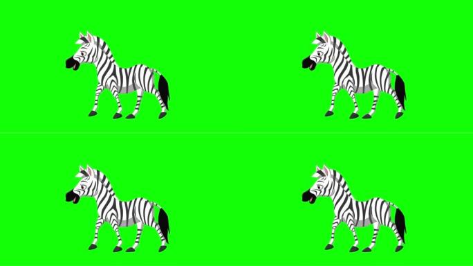 绿屏背景上的卡通斑马行走动画