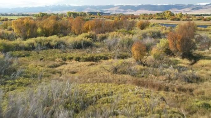 麦迪逊河蜿蜒穿过蒙大拿州西南部麦迪逊山谷中不断变化的杨木，灌木橡树和草的明亮秋天色彩