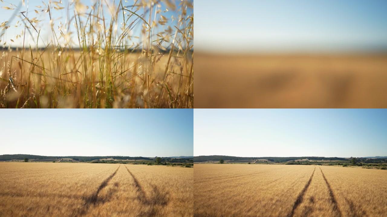 夏季晴天成熟的麦粒田