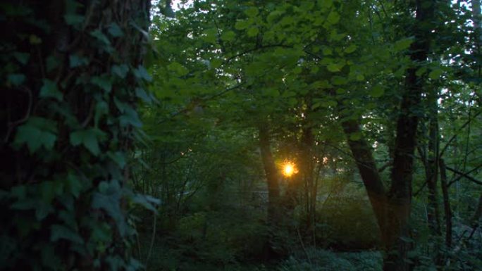 用太阳在森林中的树木之间推入镜头