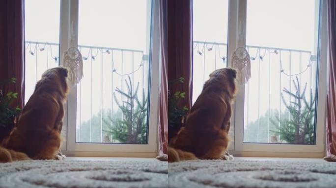 新斯科舍省纯种鸭收费金毛猎犬在窗边等待主人。