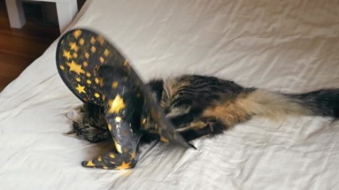 可爱的小猫，戴着黑色巫婆帽子，躺在舒适的卧室背景下的床上。虎斑猫在节日装饰品上摆姿势，在家庆祝万圣节