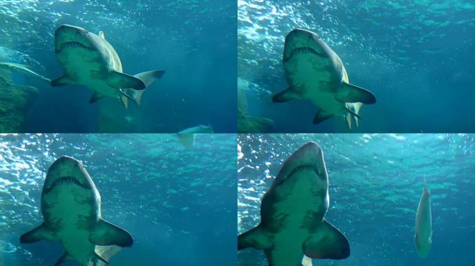 大白鲨特写大白鲨鱼海洋大海野生动物