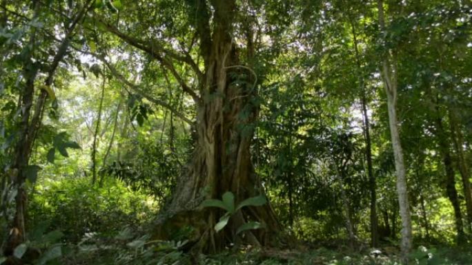 在阳光下，在热带森林中生长的大榕树拍摄。
