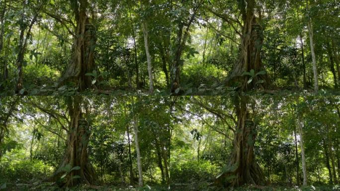 在阳光下，在热带森林中生长的大榕树拍摄。