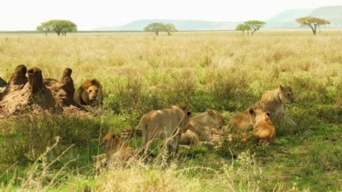 六只母狮的后宫在野外的狮子面前饱餐一顿后躺下休息