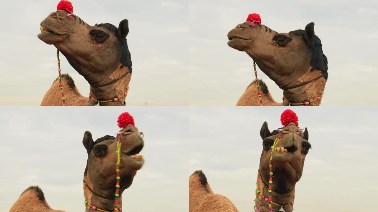 在Pushkar博览会上的骆驼，也称为Pushkar Camel博览会，或在当地称为Kartik M