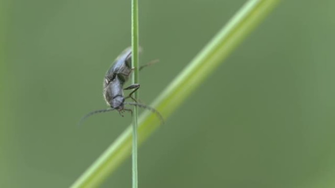 野外草叶上黑色甲虫的特写镜头